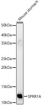 SPRR1A Antibody in Western Blot (WB)