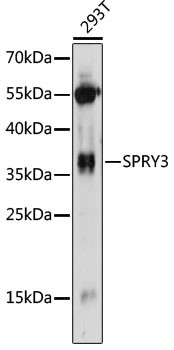 SPRY3 Antibody in Western Blot (WB)