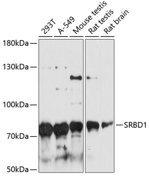 SRBD1 Antibody in Western Blot (WB)
