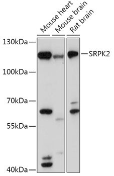 SRPK2 Antibody in Western Blot (WB)