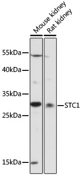 STC1 Antibody in Western Blot (WB)