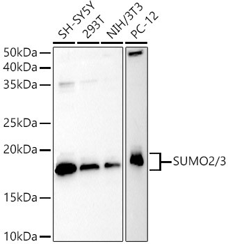 SUMO2 Antibody in Western Blot (WB)
