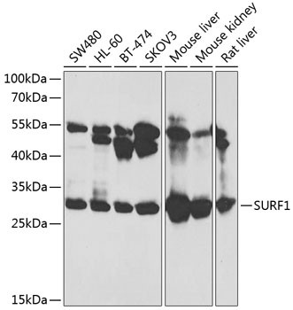SURF1 Antibody in Western Blot (WB)