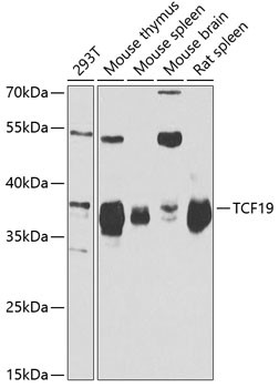 TCF19 Antibody in Western Blot (WB)