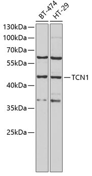 TCN1 Antibody in Western Blot (WB)