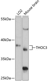 THOC3 Antibody in Western Blot (WB)