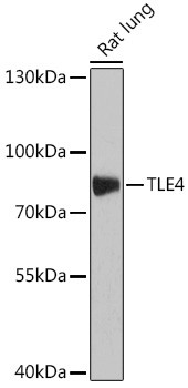 TLE4 Antibody in Western Blot (WB)