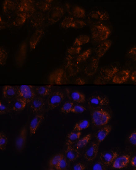 TMED3 Antibody in Immunocytochemistry (ICC/IF)