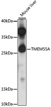 TMEM55A Antibody in Western Blot (WB)