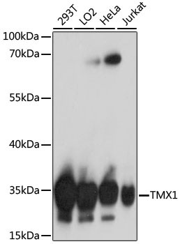 TMX Antibody in Western Blot (WB)