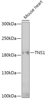 Tensin 1 Antibody in Western Blot (WB)