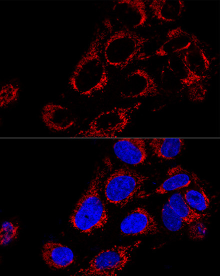 TOMM40 Antibody in Immunocytochemistry (ICC/IF)