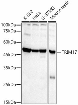 TRIM17 Antibody in Western Blot (WB)