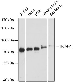 TRIM41 Antibody in Western Blot (WB)