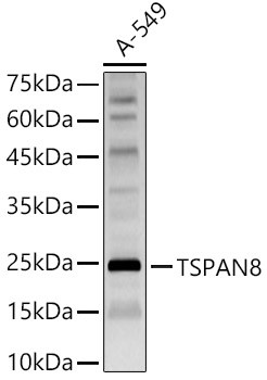 TSPAN8 Antibody in Western Blot (WB)