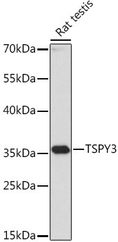 TSPY3 Antibody in Western Blot (WB)