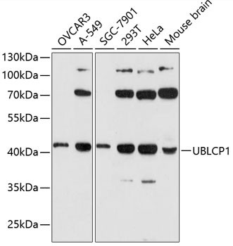 UBLCP1 Antibody in Western Blot (WB)