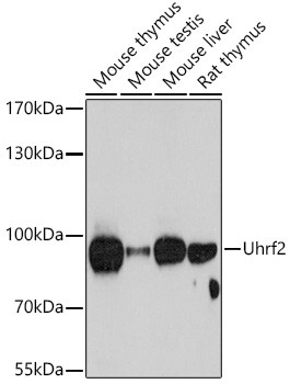 UHRF2 Antibody in Western Blot (WB)