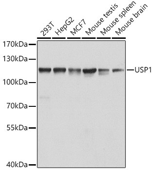 USP1 Antibody in Western Blot (WB)