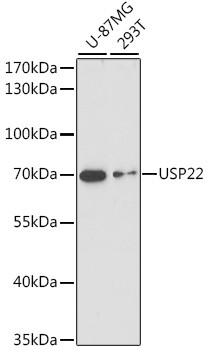 USP22 Antibody in Western Blot (WB)