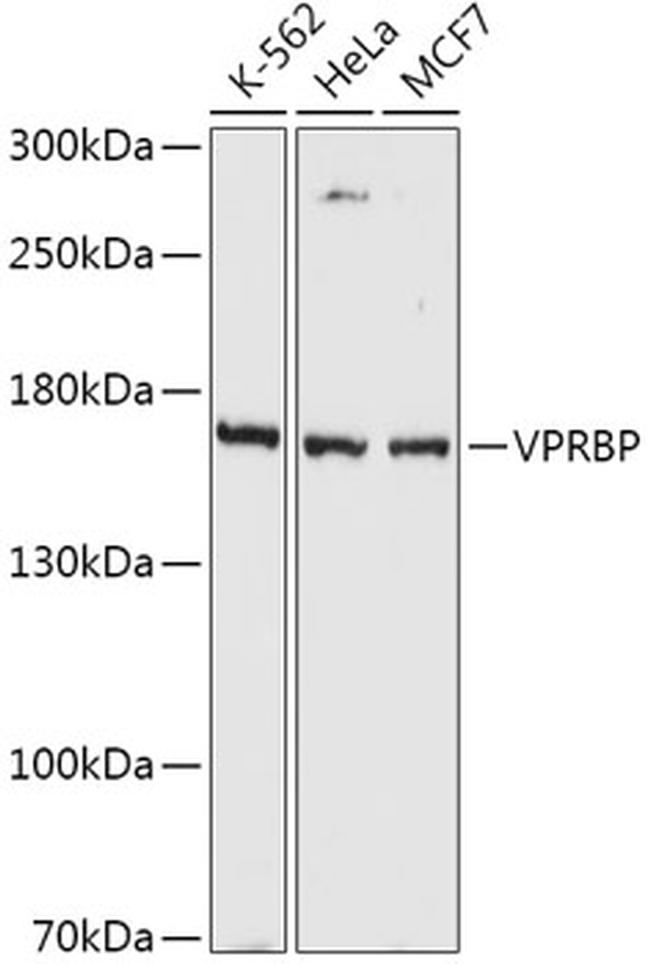 VPRBP Antibody in Western Blot (WB)