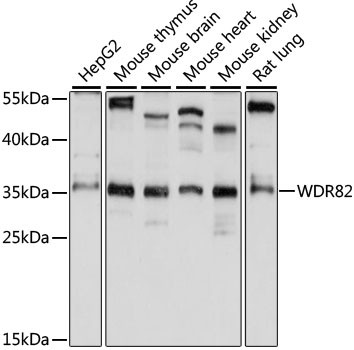 WDR82 Antibody in Western Blot (WB)