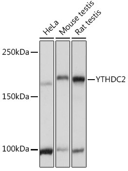 YTHDC2 Antibody in Western Blot (WB)