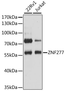 ZNF277 Antibody in Western Blot (WB)