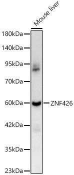 ZNF426 Antibody in Western Blot (WB)