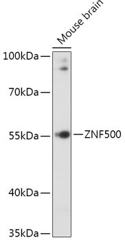 ZNF500 Antibody in Western Blot (WB)