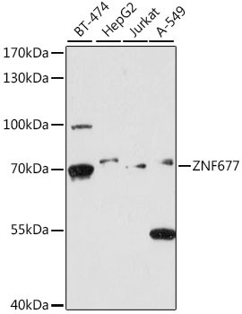 ZNF677 Antibody in Western Blot (WB)