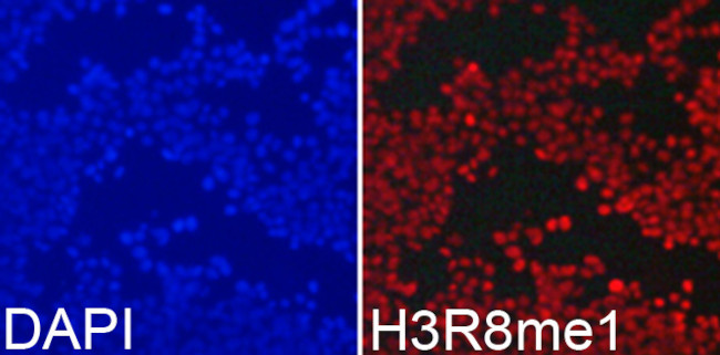 H3R8me1 Antibody in Immunocytochemistry (ICC/IF)