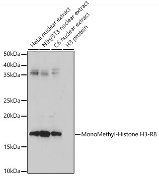 H3R8me1 Antibody in Western Blot (WB)