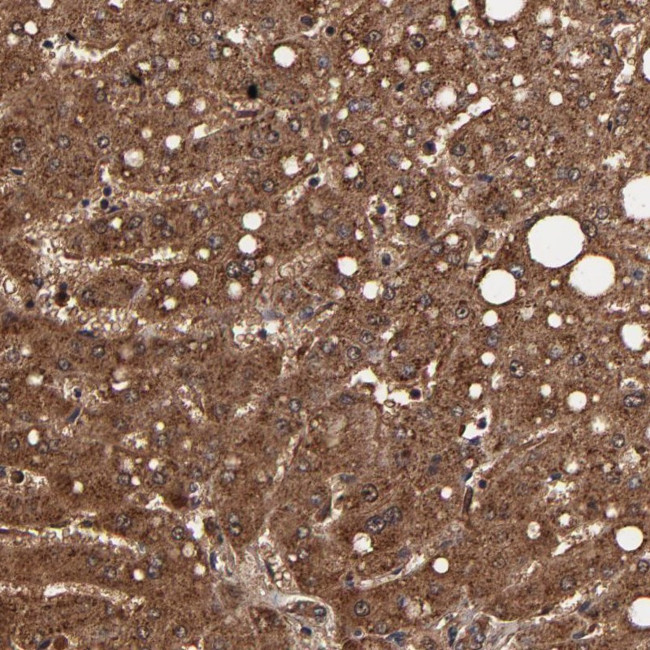 TROVE2 Antibody in Immunohistochemistry (Paraffin) (IHC (P))
