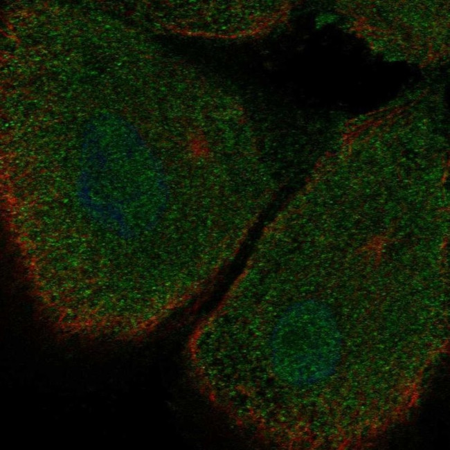 SKAP55 Antibody in Immunocytochemistry (ICC/IF)