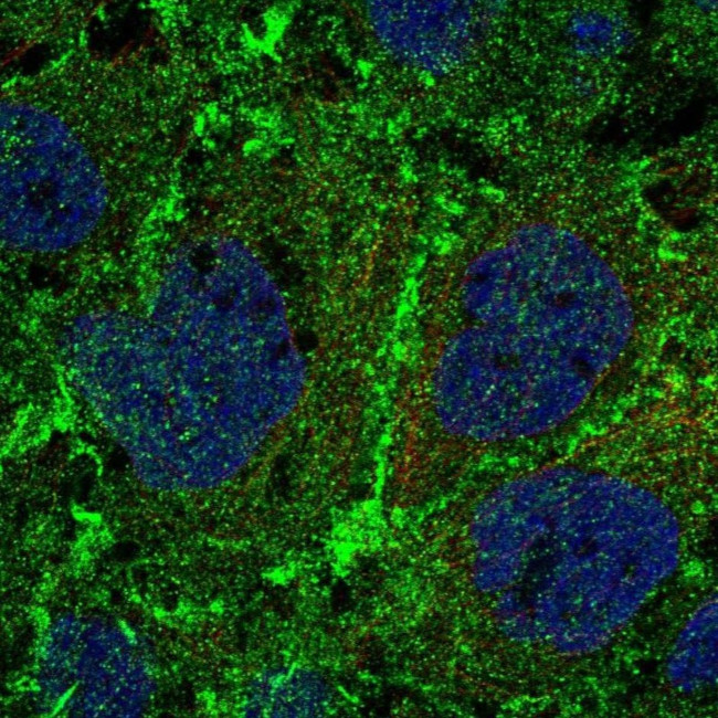 PTPRM Antibody in Immunocytochemistry (ICC/IF)