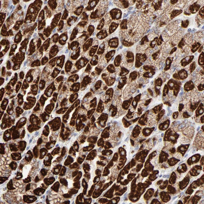 ASB3 Antibody in Immunohistochemistry (Paraffin) (IHC (P))