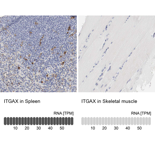 CD11c Antibody in Immunohistochemistry (Paraffin) (IHC (P))