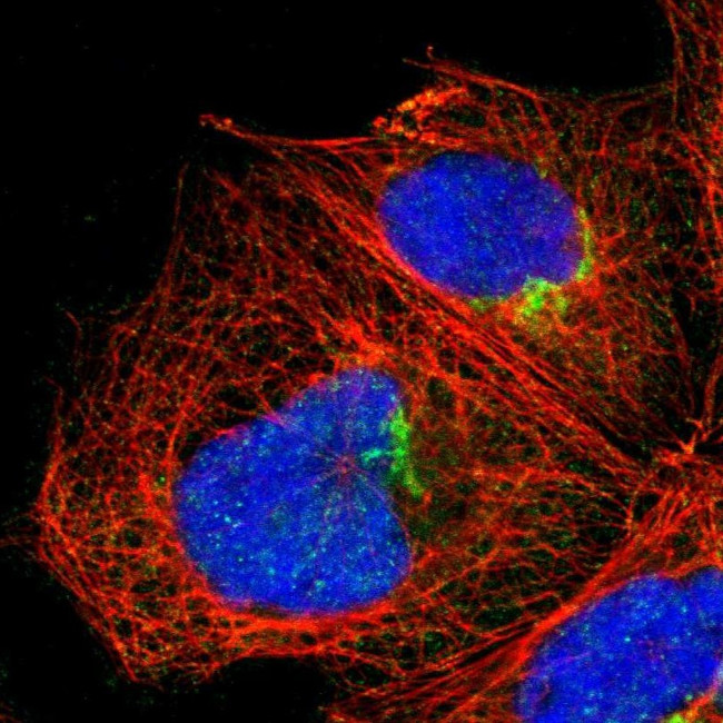 MEST Antibody in Immunocytochemistry (ICC/IF)