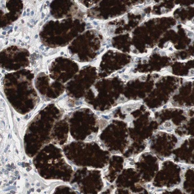 ZMPSTE24 Antibody in Immunohistochemistry (Paraffin) (IHC (P))