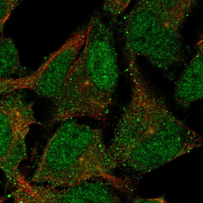 CNTLN Antibody in Immunocytochemistry (ICC/IF)