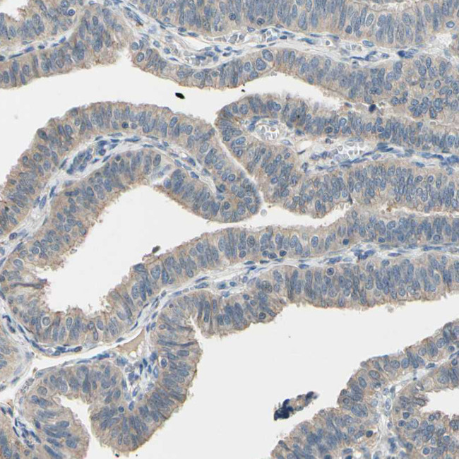 K-cadherin Antibody in Immunohistochemistry (Paraffin) (IHC (P))