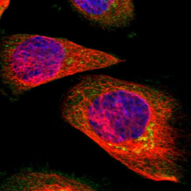 SUN3 Antibody in Immunocytochemistry (ICC/IF)