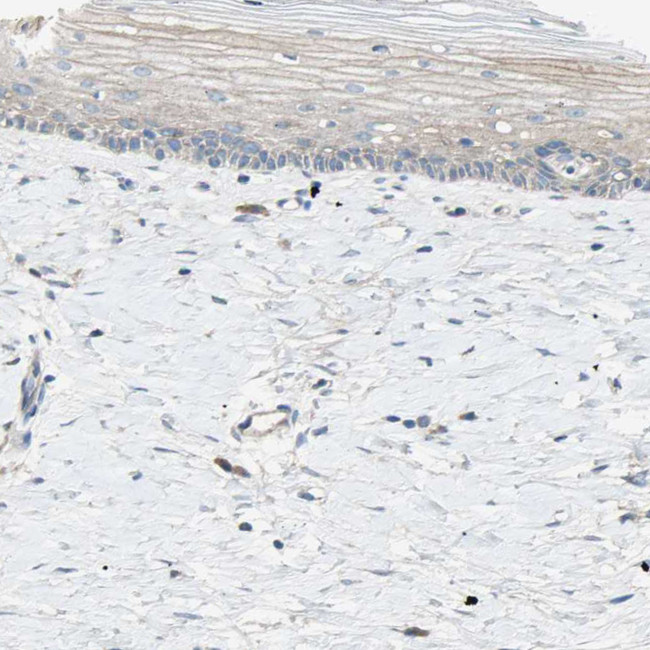 Attractin Antibody in Immunohistochemistry (Paraffin) (IHC (P))