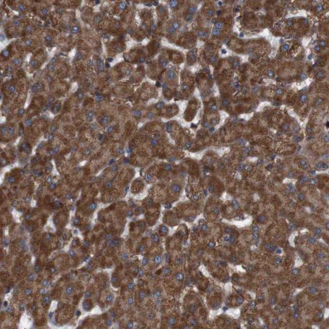 SIGLEC8 Antibody in Immunohistochemistry (Paraffin) (IHC (P))