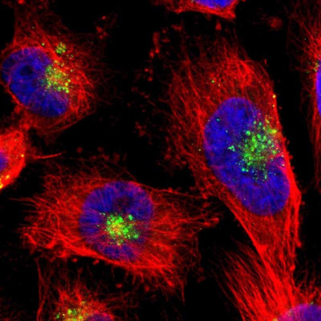 Cystatin C Antibody in Immunocytochemistry (ICC/IF)