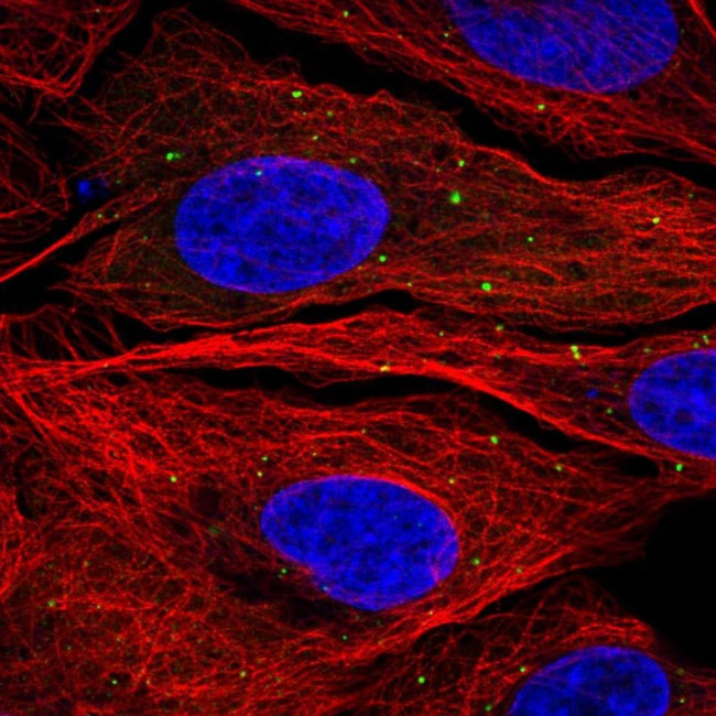 KCNQ5 Antibody in Immunocytochemistry (ICC/IF)