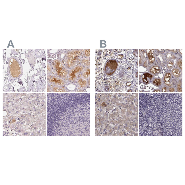 Afamin Antibody in Immunohistochemistry (Paraffin) (IHC (P))
