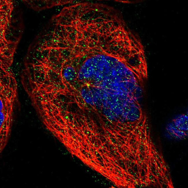 BRMS1 Antibody in Immunocytochemistry (ICC/IF)