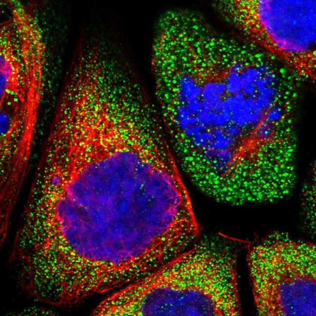 LRRC46 Antibody in Immunocytochemistry (ICC/IF)